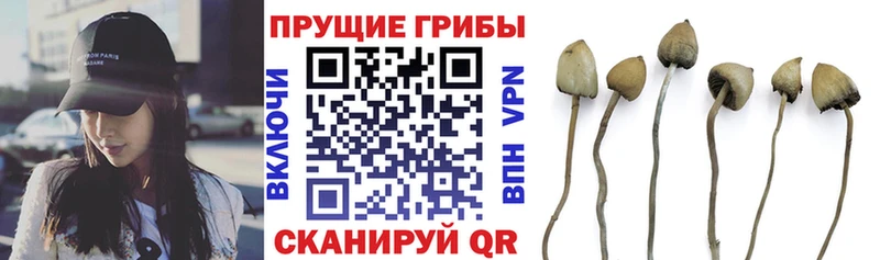 ОМГ ОМГ ссылка  Ильский  Галлюциногенные грибы Psilocybe 
